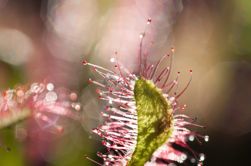 德罗塞拉羊角 俗称太阳之角 是卡尼夫荒野植物植物群红色触手食肉情调动物热带昆虫图片