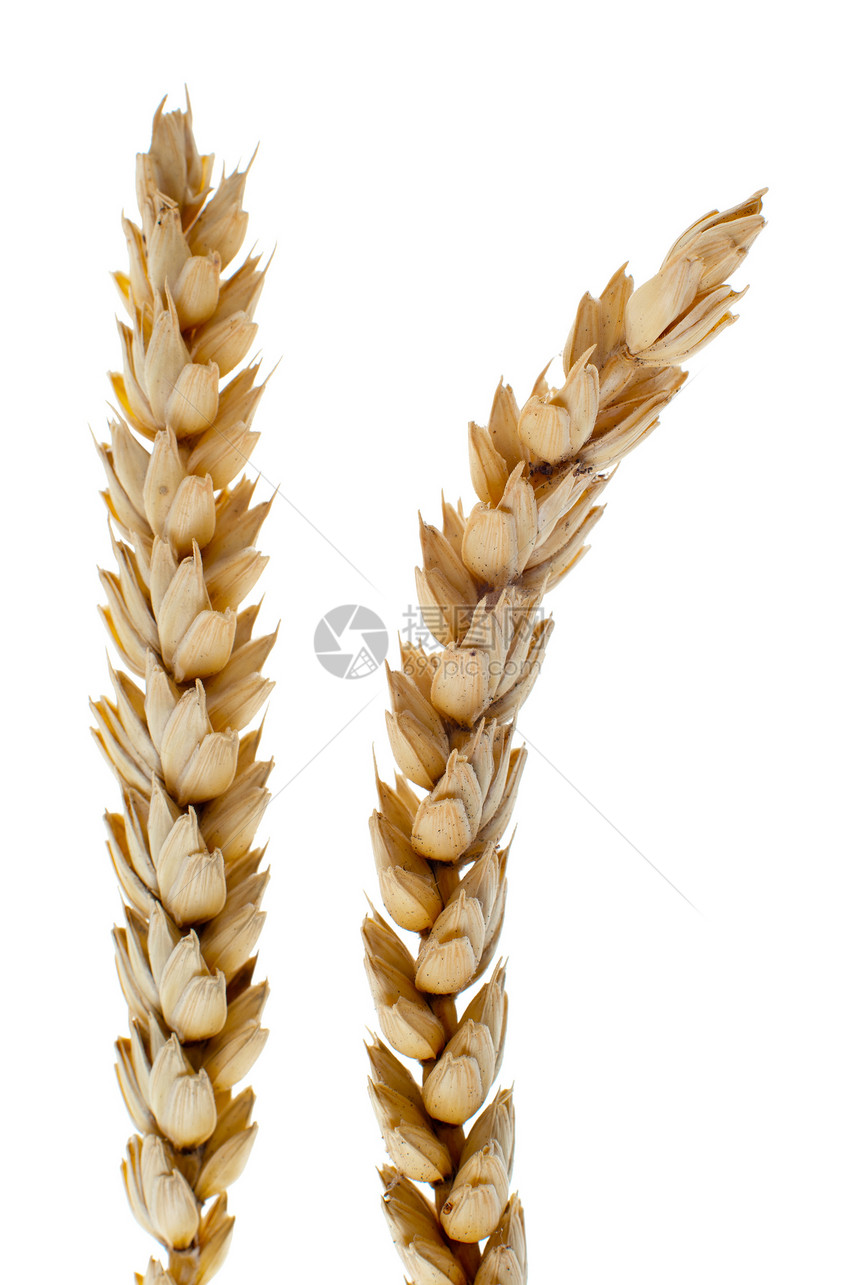 小麦细节种子收成农场面粉农业稻草玉米粮食燕麦团体图片
