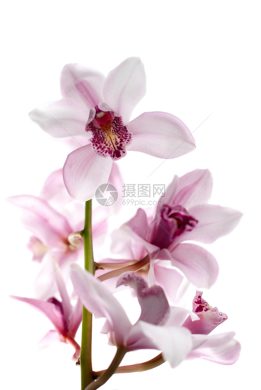 白兰和粉红兰花花瓣活力紫色绿色植物学植物群白色叶子粉色植物图片