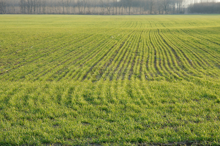外地生长地形小路车轮农场农田踪迹培育谷物环境图片