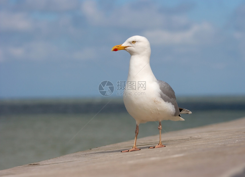 海鸥蓝色海岸滨鸟支撑航行自由白色野生动物环境天空图片