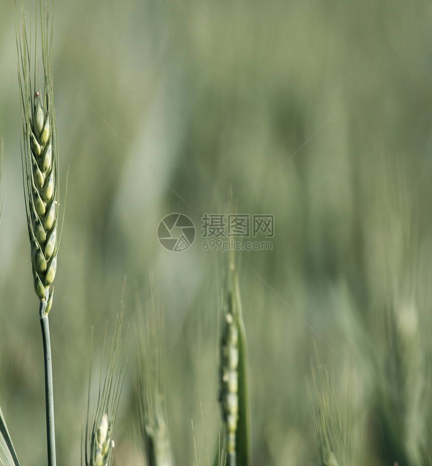 小麦收成玉米环境农场培育农村国家植物草地土地图片