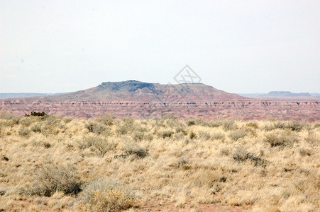 石化森林红色沙漠岩石背景图片