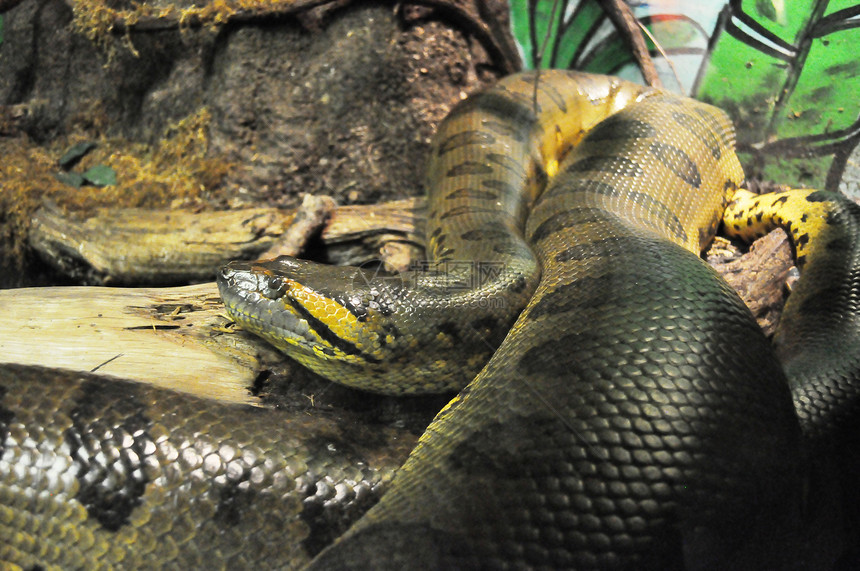 蛇分支机构哺乳动物蜥蜴自然保护区动物园爬虫动物图片