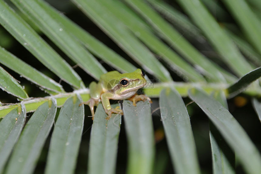 树青蛙眼睛植物群情调乐趣宏观绿色树叶环境热带树蛙图片
