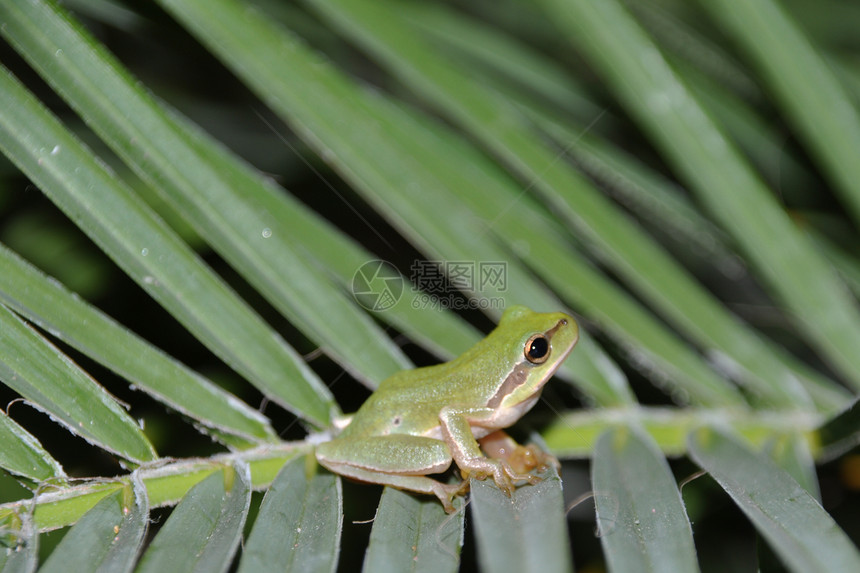 树青蛙植物群棕榈眼睛动物树蛙思维情调宏观野生动物叶子图片