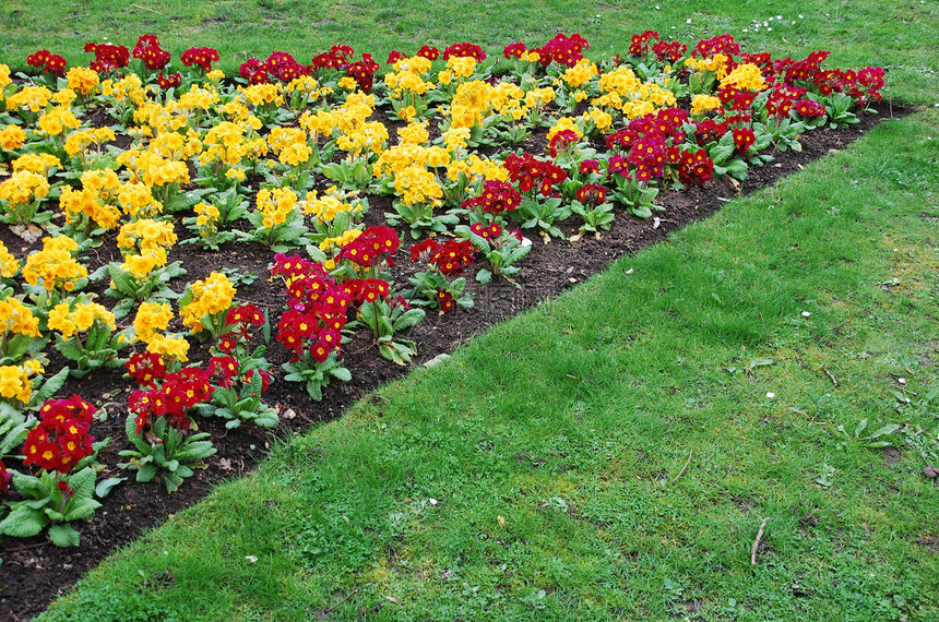 鲜花花绿色植物学红色植物橙子花瓣园艺地面花园黄色图片