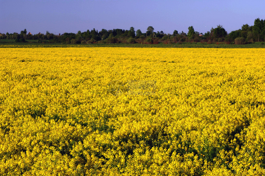 黄花田地平线国家季节农村场地花朵植物群天气全景土地图片