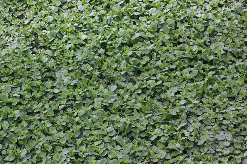 绿假生态树叶绿色叶子园艺花园环境生物学草地植物学图片
