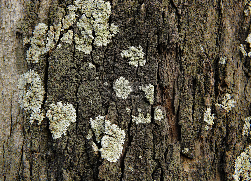 木质表面的锡地衣生长木头图片