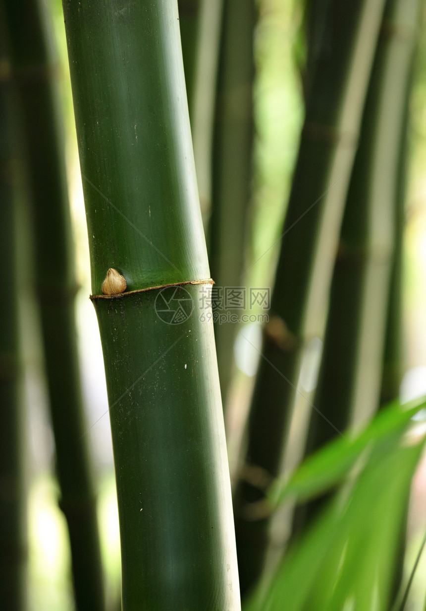 竹子环境花园文化生活生长木头运气热带丛林植物图片