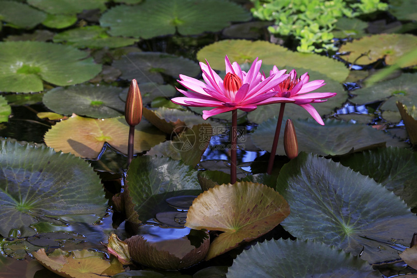 热带花卉漂浮植物群软垫绿色池塘植物学粉色美丽花瓣百合图片