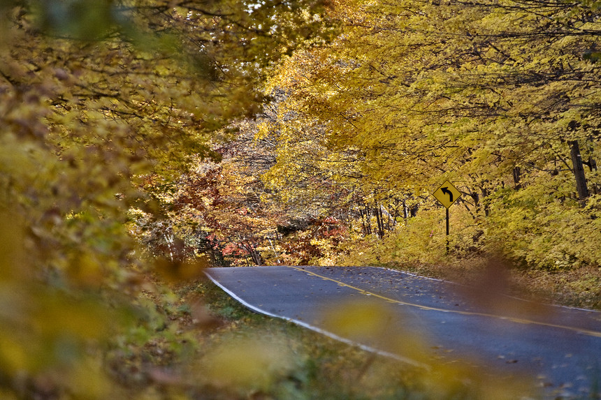 秋树森林植物群场地公园黄色环境活力风景土地树叶图片