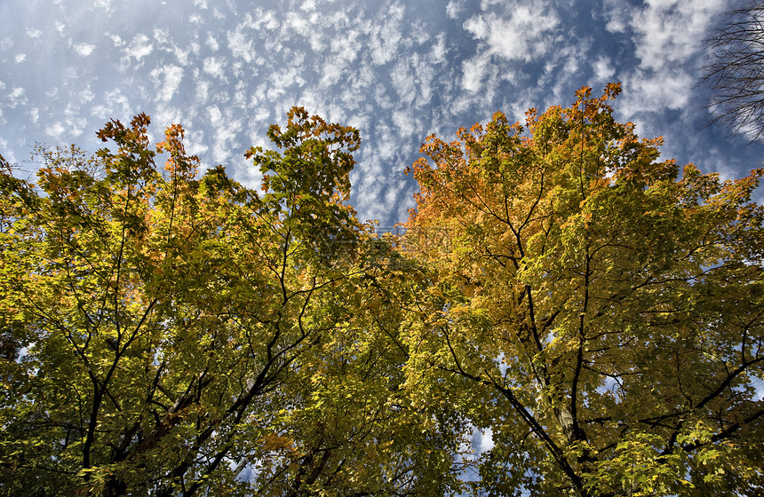 波塔瓦托米州公园环境公园季节红色树叶拼贴画植物白色活力叶子图片