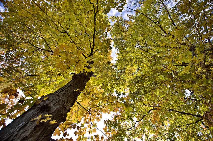 波塔瓦托米州公园树叶树木活力绿色黄色拼贴画季节性叶子森林公园图片