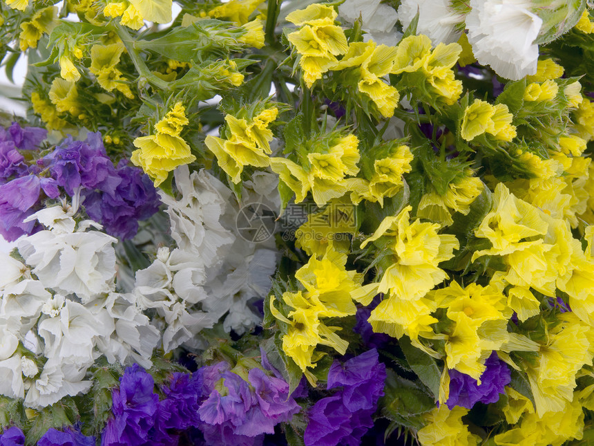 花朵     西努阿图姆利蒙花瓣花束正弦波黄色紫色粉色血草植物植物群图片