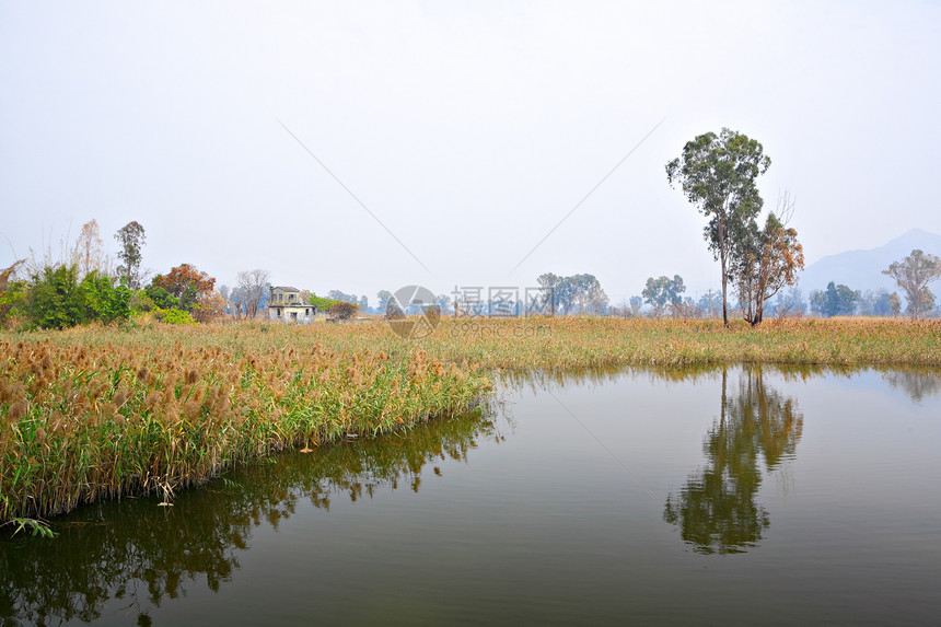湿地植物荒野天空绿色池塘橡木水禽野生动物避难所图片