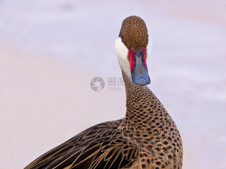 沙沙滩上的巴哈马鸭棕色洗澡红色波浪针尾海滩脸颊海洋鸭子白色图片