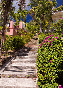 在圣托马斯岛保持99步白色处女花朵城市建筑学棕榈建筑物热带楼梯背景