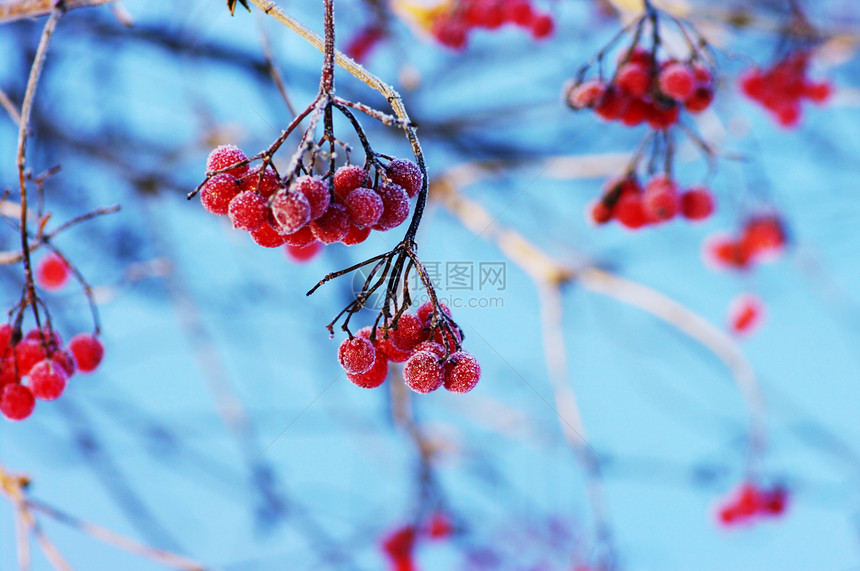 秋天一棵树盛开 罗万浆果 在秋天 浅点晴天季节枝条花梨木红色水果植物季节性图片