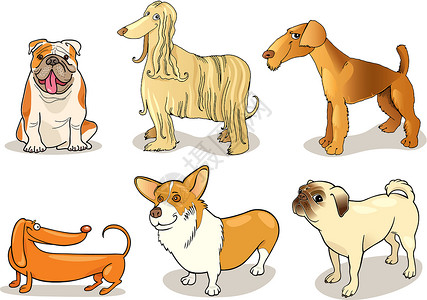 阿富汗猎犬纯种狗犬类漫画头发空气谷展览哈巴狗绘画耳朵猎犬宠物插画
