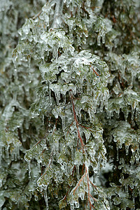 涂有冰层的树枝天气白色背景图片