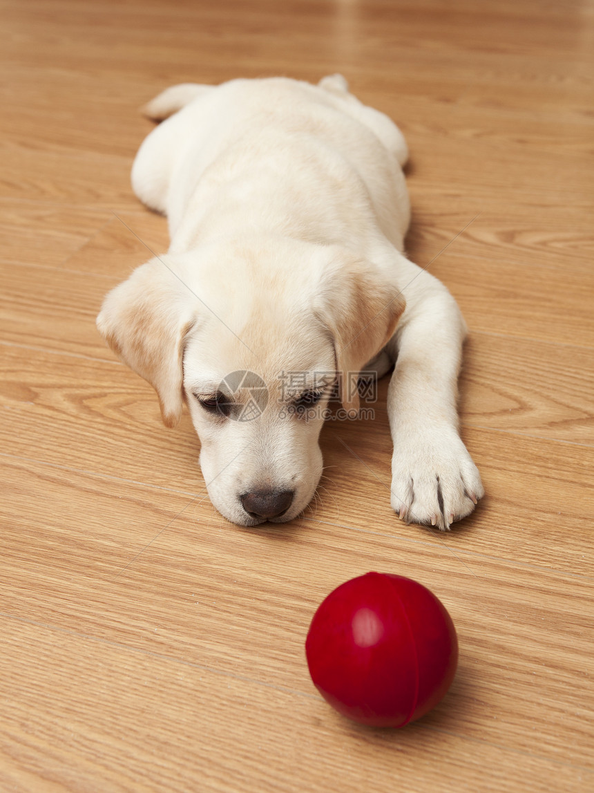 拉布拉多狗玩游戏玩具说谎犬类婴儿宠物哺乳动物朋友团聚猎犬动物图片