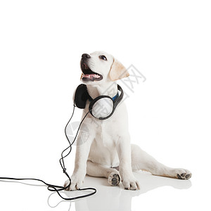 狗听音乐犬类猎犬动物宠物工作室喜悦白色乐趣享受耳机背景图片