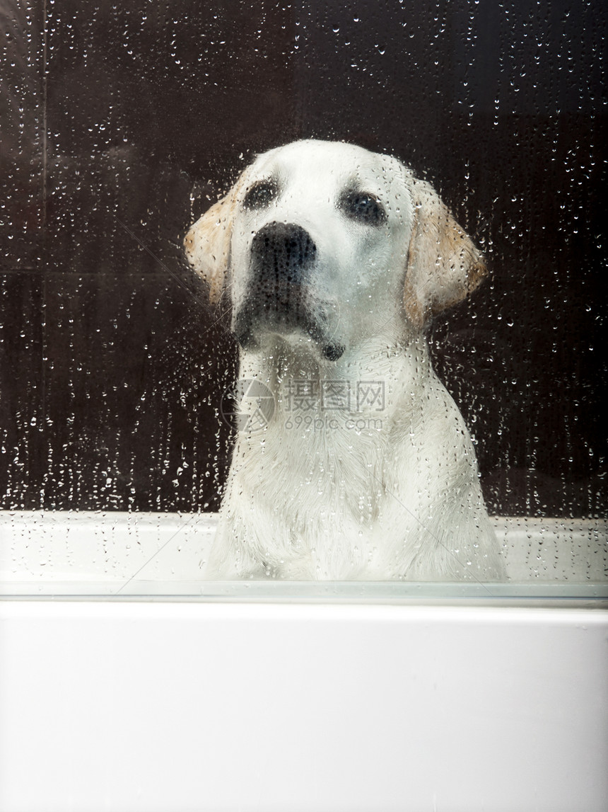 洗澡时间猎犬病人宠物玻璃动物犬类卫生洗涤淋浴浴室图片