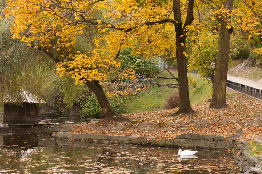 秋天公园有天鹅湖公园天鹅森林衬套房子乡村环境建筑季节白色图片