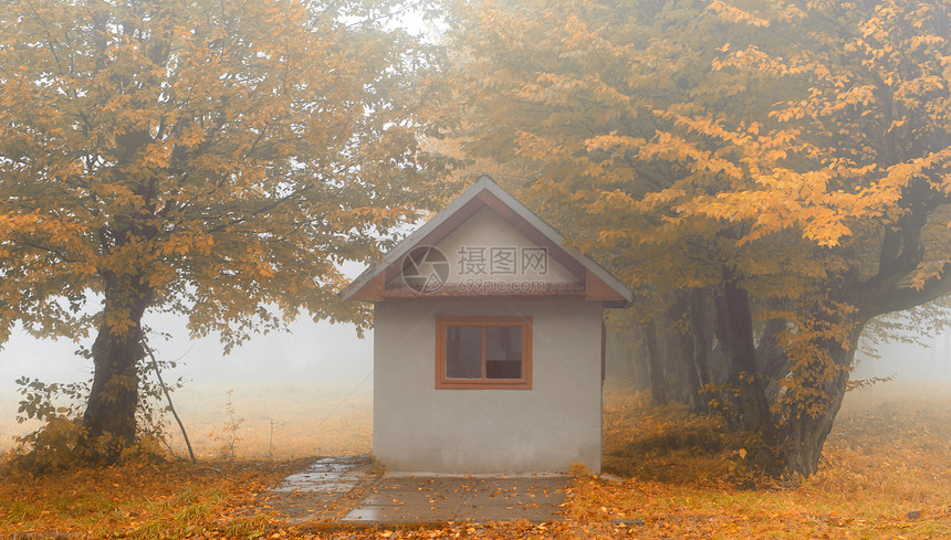 雾林中的小房子叶子场景橙子公园车道衬套薄雾树木人行道森林图片