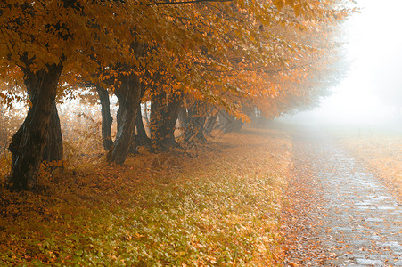 雾雾公园的巷小巷车道气候金子衬套橙子森林叶子树木天气季节图片