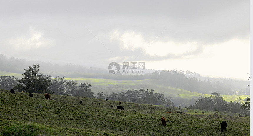牛在斜坡上放牧图片