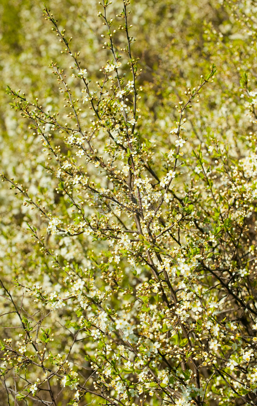 闪光的春树绿色宏观粉色生长阳光植物生活文化花粉季节图片
