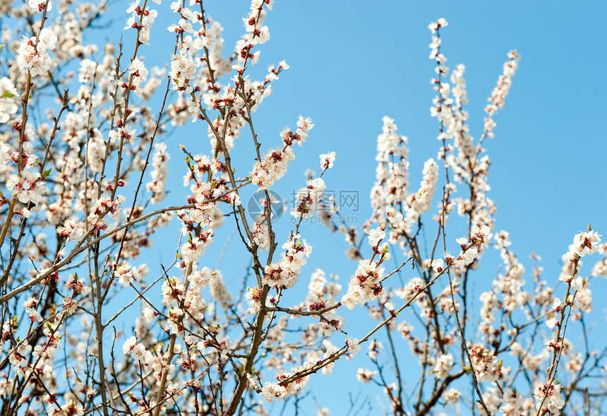 树枝的光露脆弱性花粉蓝色活力绿色花瓣天空阳光生长粉色图片