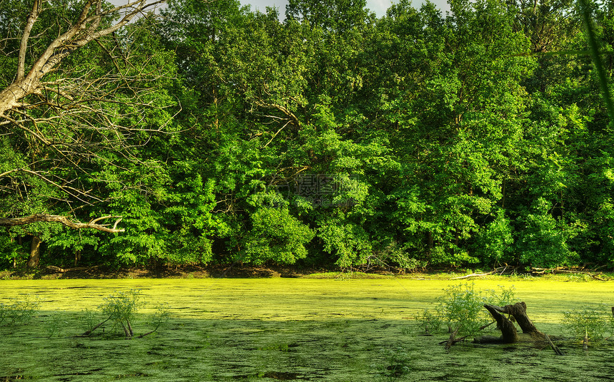 沼泽国家野生动物植物杂草旅行树木荒野池塘生活湿地图片