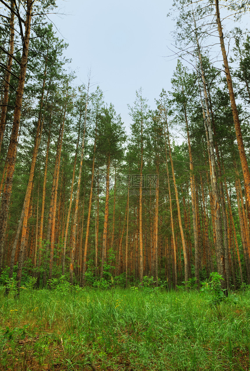 森林松树植物木材金子叶子场景荒野生长树木活力图片