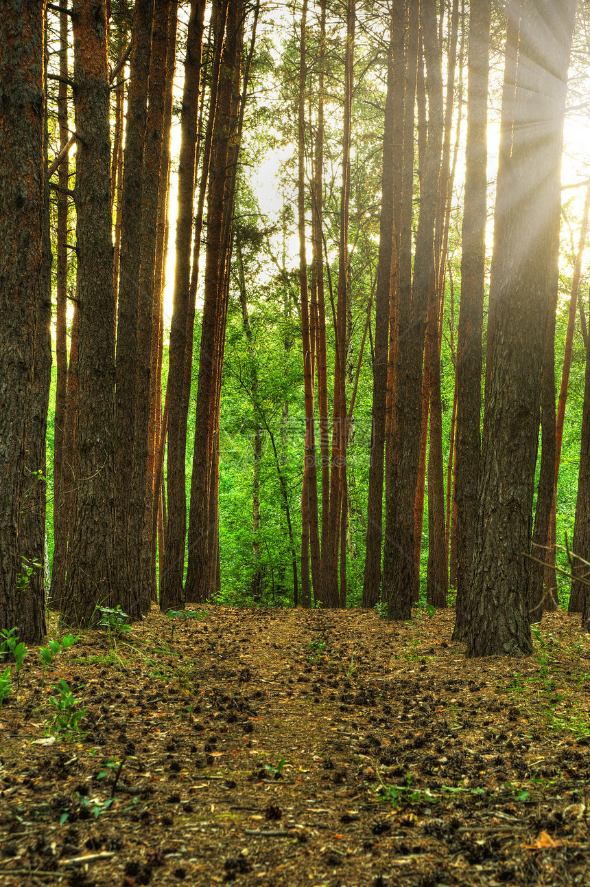 森林路径生活针叶荒野树木远足人行道金子木材生长叶子图片