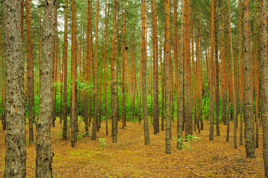 森林生长木材叶子荒野生活金子松树公园活力针叶图片