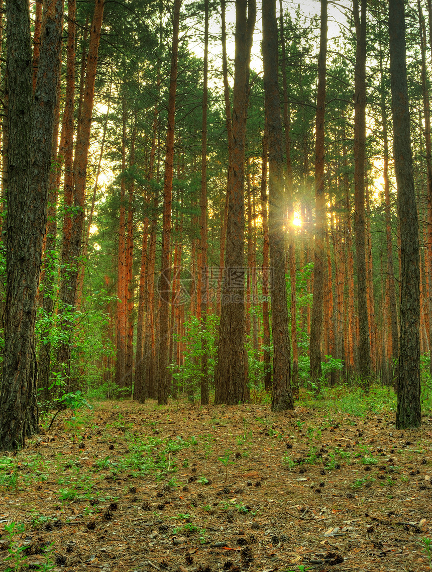 森林远足薄雾射线树木活力叶子生长金子松树人行道图片