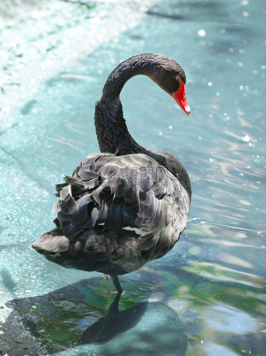 黑天鹅羽毛优美天鹅脖子公园游泳蓝色阳光场景红色图片