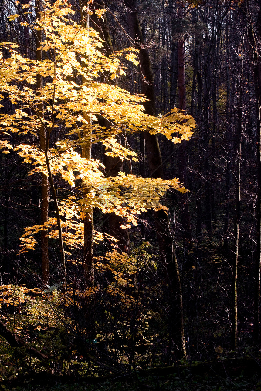 秋树木头阳光棕色树干绿色阴影植物群橡木森林晴天图片