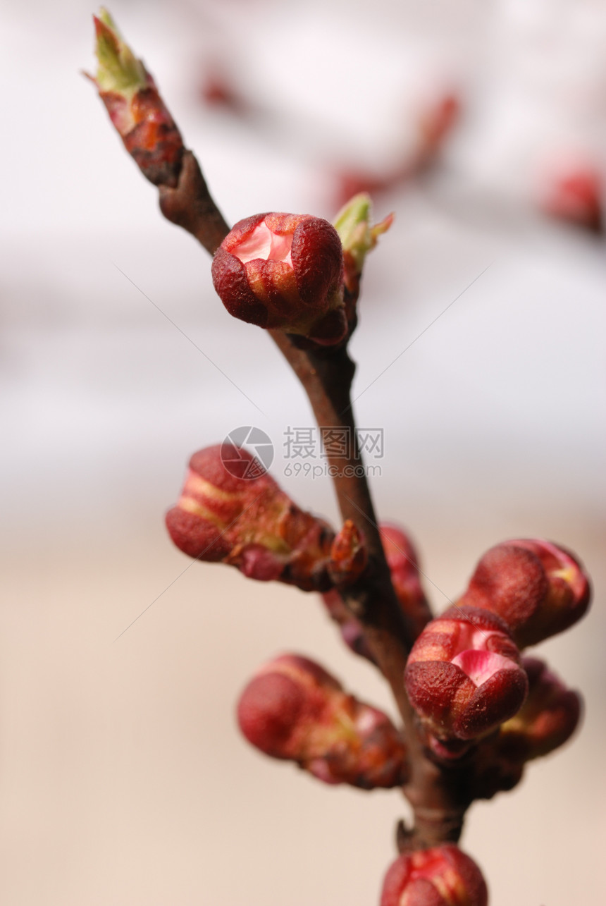 杏子果实的鲜花宏观花序树干水果发芽树枝红色粉色植物图片