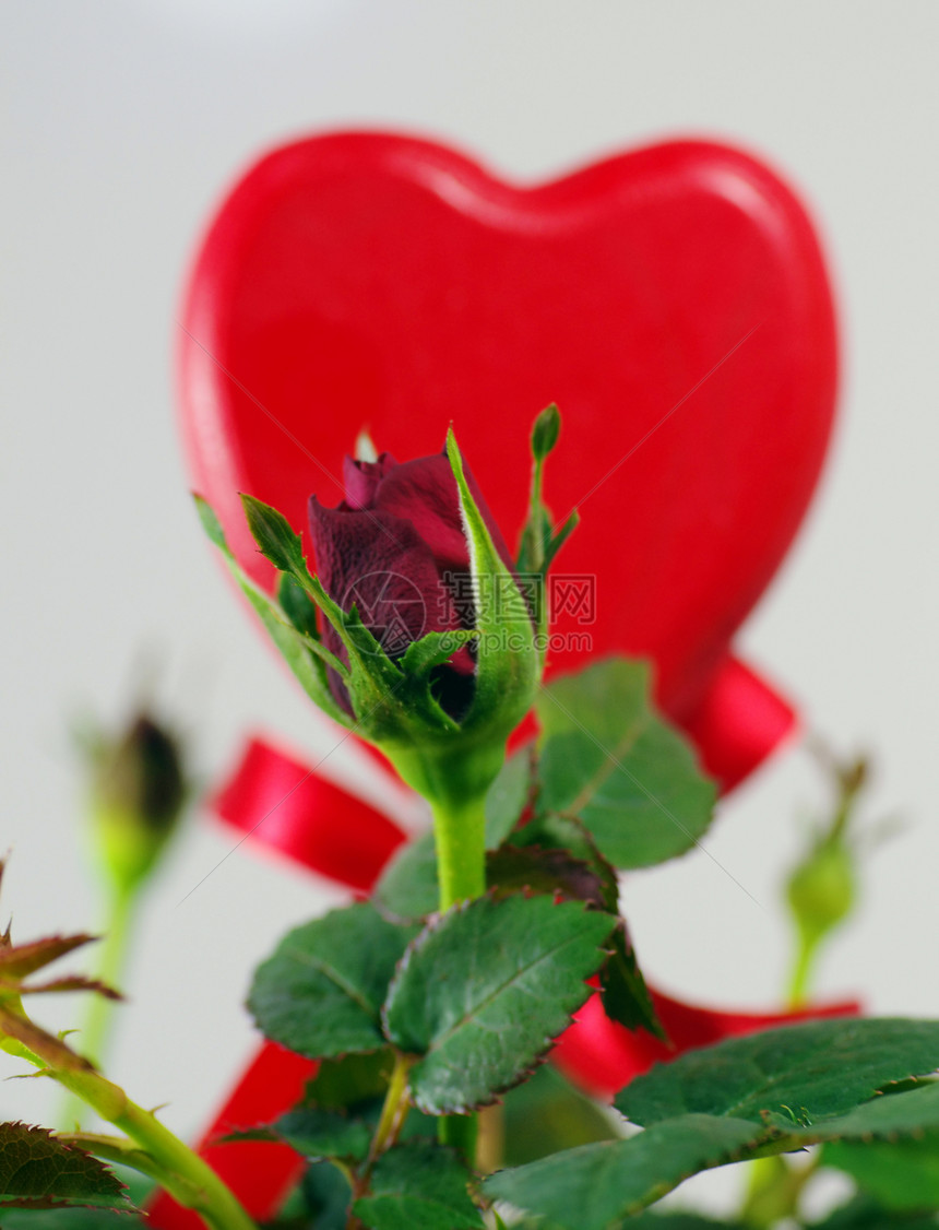 情人节装饰纪念日展示订婚植物群周年惊喜花朵图片