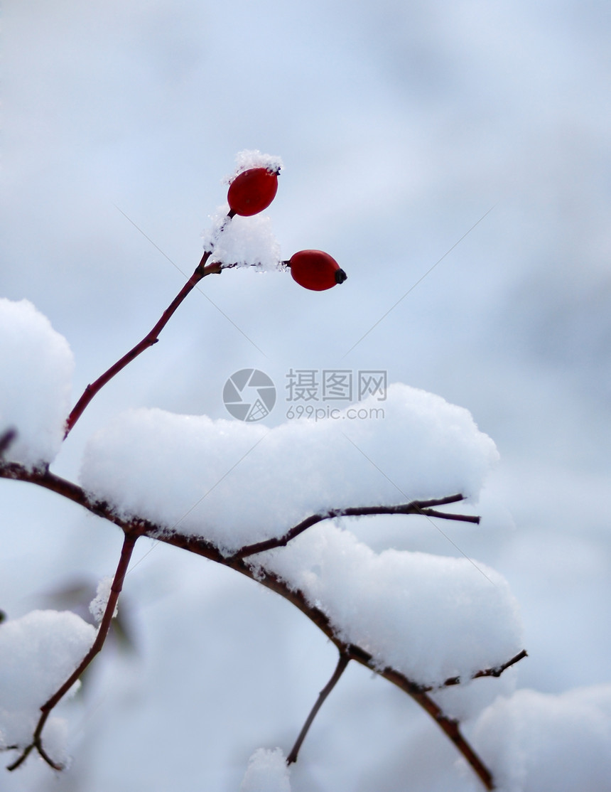 在雪雪中浆果图片