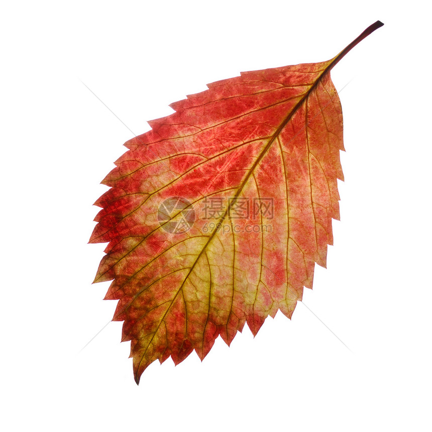 红秋叶白色季节棕色黄色天气红色图片