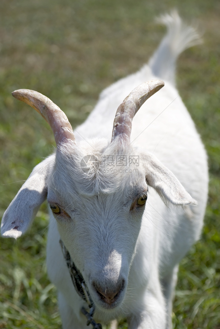 山羊梳子农业头发农场耳朵内存母羊食物草地喜悦图片
