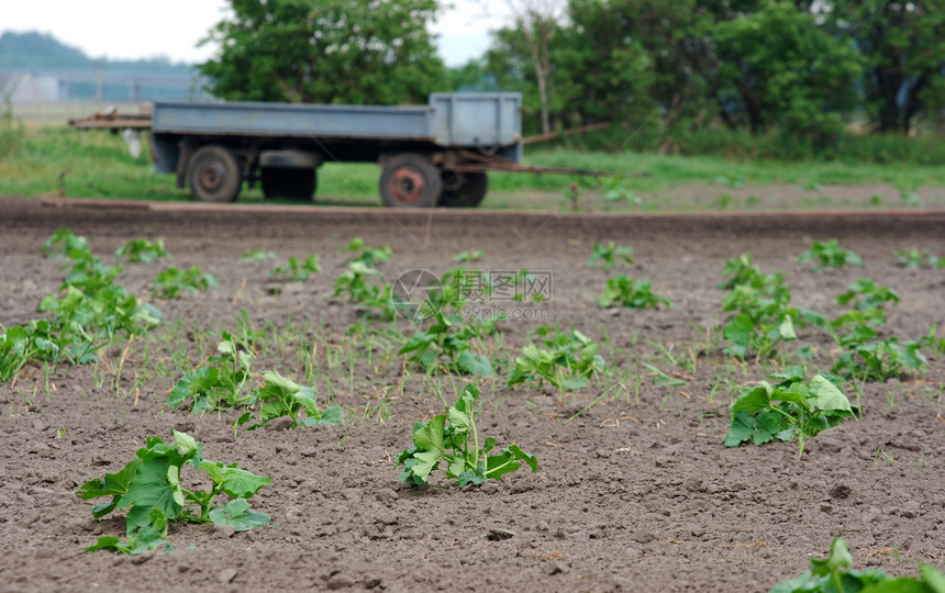农业农场生产农村食物土地肥料生长场地工作环境图片
