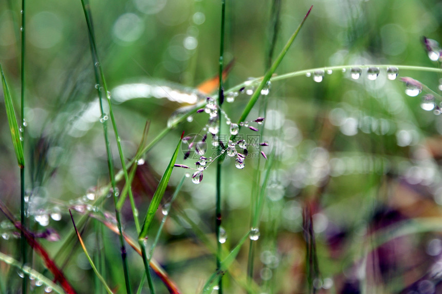 露飞沫反射草地植物稻草绿色宏观淡水植物群气候图片