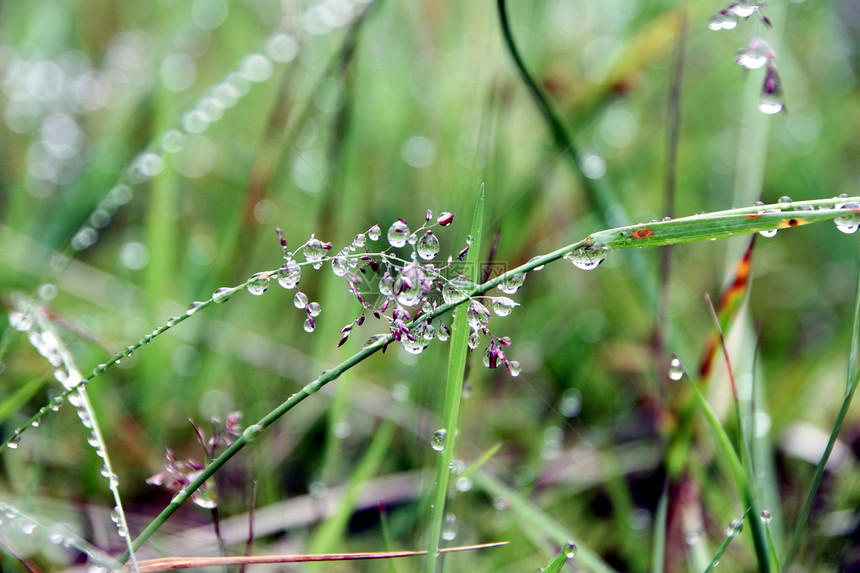 露气候飞沫植物淡水植物群绿色反射宏观稻草草地图片